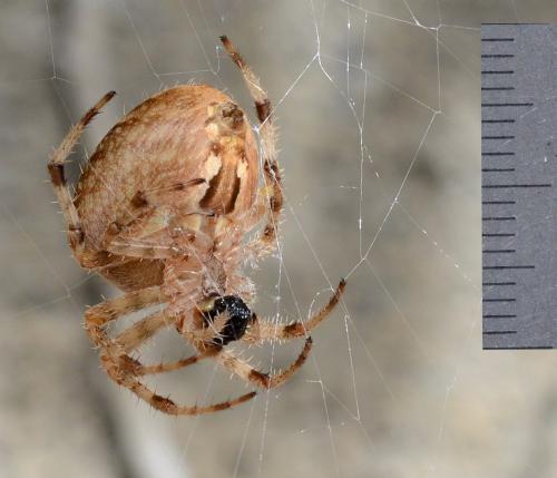 Araneus diadematus